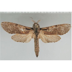 /filer/webapps/moths/media/images/O/obscurascens_Aethalopteryx_AM_ZMHB.jpg