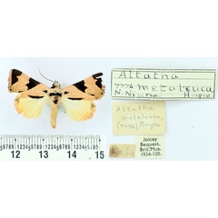/filer/webapps/moths/media/images/M/metaleuca_Attatha_AM_BMNH.jpg