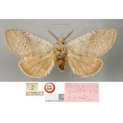 /filer/webapps/moths/media/images/V/viettei_Ochrocalliope_AT_BMNH.jpg