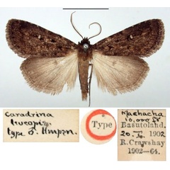 /filer/webapps/moths/media/images/L/leucopis_Caradrina_HT_BMNH.jpg