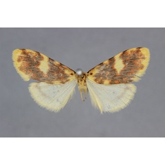 /filer/webapps/moths/media/images/H/hilara_Afrasura_HT_BMNH.jpg