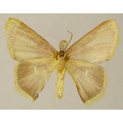 /filer/webapps/moths/media/images/R/rosina_Chrysocraspeda_AM_ZSMb.jpg