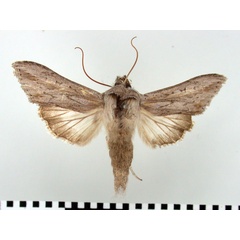/filer/webapps/moths/media/images/P/prolai_Cucullia_AM_BMNH.jpg