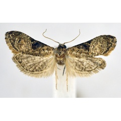 /filer/webapps/moths/media/images/P/percnoptila_Eugnosta_AM_NHMO.jpg