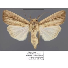 /filer/webapps/moths/media/images/P/phaea_Leucania_AF_Stadie.jpg