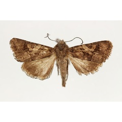 /filer/webapps/moths/media/images/P/praetermissa_Tycomarptes_AF_RMCA_01.jpg