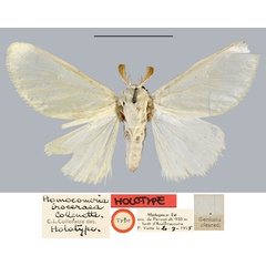 /filer/webapps/moths/media/images/I/iroceraea_Homoeomeria_HT_MNHN.jpg
