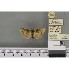 /filer/webapps/moths/media/images/Z/zonobathra_Dasychira_PTM_BMNH_01a.jpg