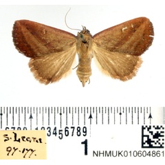 /filer/webapps/moths/media/images/S/silona_Phytometra_AF_BMNH.jpg