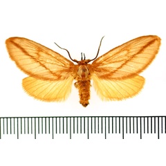 /filer/webapps/moths/media/images/A/aprica_Hadraphe_AM_BMNH.jpg