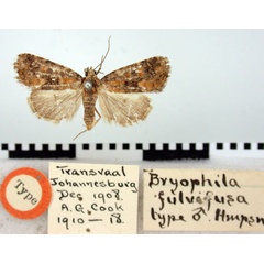 /filer/webapps/moths/media/images/F/fulvifusa_Bryophila_HT_BMNH.jpg