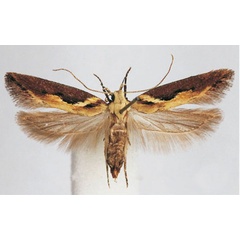 /filer/webapps/moths/media/images/U/undulella_Leuronoma_PTF_BMNH.jpg