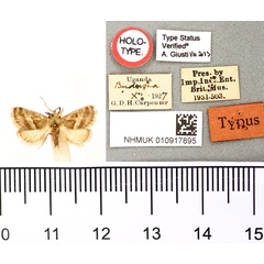 /filer/webapps/moths/media/images/T/tenuifascia_Paryphanta_HT_BMNH.jpg