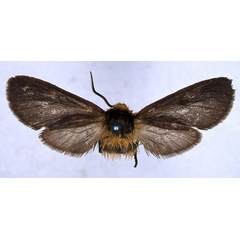 /filer/webapps/moths/media/images/P/pumila_Metarctia_PLT_BMNH_01.jpg