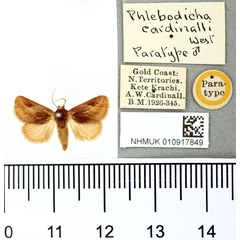 /filer/webapps/moths/media/images/C/cardinalli_Phlebodicha_PT_BMNH.jpg