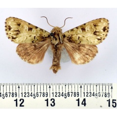 /filer/webapps/moths/media/images/V/vigrinis_Nyodes_AM_BMNH.jpg