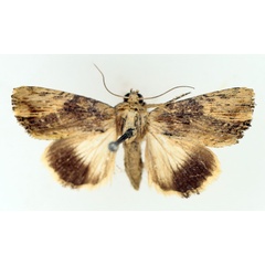 /filer/webapps/moths/media/images/S/striata_Metoponrhis_AM_TMSA_01.jpg