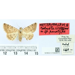 /filer/webapps/moths/media/images/R/robusta_Heteropalpia_PT_BMNH.jpg