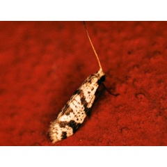 /filer/webapps/moths/media/images/P/punctulata_Ceromitia_A_Roland_01.jpg