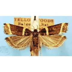 /filer/webapps/moths/media/images/B/bivia_Idiopteryx_AM_TMSA.jpg