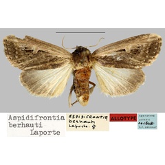 /filer/webapps/moths/media/images/B/berhauti_Aspidifrontia_AT_MNHN.jpg