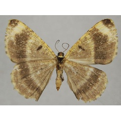 /filer/webapps/moths/media/images/S/subapicata_Ectropis_AF_ZSMb.jpg