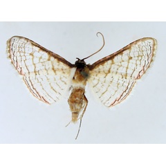 /filer/webapps/moths/media/images/S/serraticornis_Rhodoneura_AM_TMSA.jpg