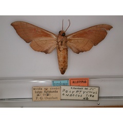 /filer/webapps/moths/media/images/T/tiro_Polyptychus_AT_RMCA_02.jpg