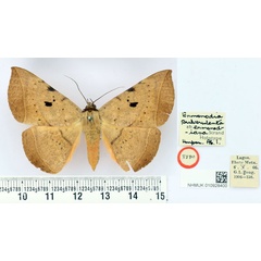 /filer/webapps/moths/media/images/E/enmonodiana_Enmonodia_HT_BMNH.jpg