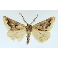 /filer/webapps/moths/media/images/M/medioumbrata_Aethiopodes_AM_TMSA_02.jpg