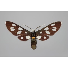 /filer/webapps/moths/media/images/C/croceizona_Amata_A_BMNH.jpg