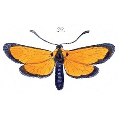 /filer/webapps/moths/media/images/O/ochroptera_Zygaena_HT_Felder_1874_82-20.jpg