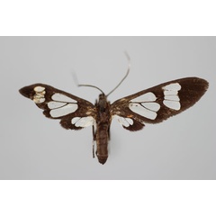 /filer/webapps/moths/media/images/M/magdalene_Vitronaclia_LT_BMNH.jpg