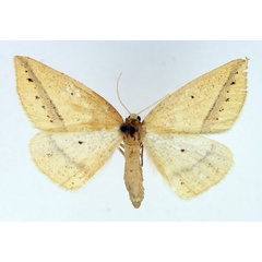 /filer/webapps/moths/media/images/M/maeviaria_Epigynopteryx_AF_TMSA_02.jpg