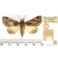 /filer/webapps/moths/media/images/M/marshalli_Sphingomorpha_HT_BMNH.jpg