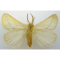 /filer/webapps/moths/media/images/F/fuscodorsata_Phiala_STM_NHMUKb.jpg
