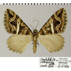 /filer/webapps/moths/media/images/C/coaequata_Haplolabida_AF_ZSM.jpg