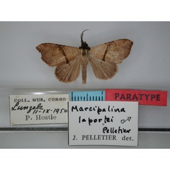 /filer/webapps/moths/media/images/L/laportei_Marcipalina_PT_RMCA_01.jpg
