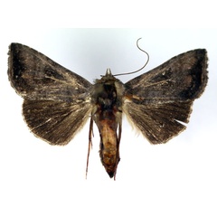 /filer/webapps/moths/media/images/L/livida_Plusiotricha_AF_RMCA.jpg