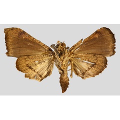 /filer/webapps/moths/media/images/O/obscura_Catada_STF_MNHNb.jpg