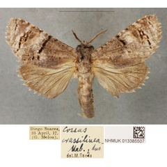 /filer/webapps/moths/media/images/C/crassilineatus_Cossus_PLT_BMNH_03.jpg