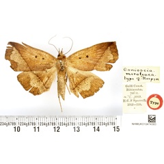 /filer/webapps/moths/media/images/M/meroleuca_Gonioscia_HT_BMNH.jpg
