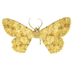 /filer/webapps/moths/media/images/A/apodosima_Racotis_HT_BMNH.jpg