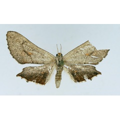 /filer/webapps/moths/media/images/A/aurivena_Coenina_AF_TMSA.jpg