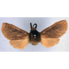 /filer/webapps/moths/media/images/J/jansei_Metarctia_HT_BMNH_01.jpg