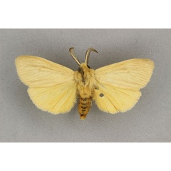 /filer/webapps/moths/media/images/G/griseipennis_Popoudina_AM_BMNH.jpg