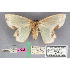 /filer/webapps/moths/media/images/A/anisotes_Bathycolpodes_HT_OUMNH_02.jpg
