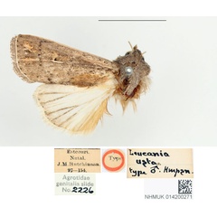 /filer/webapps/moths/media/images/U/usta_Leucania_HT_BMNH.jpg
