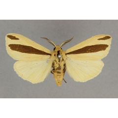 /filer/webapps/moths/media/images/S/scita_Epilacydes_AM_BMNH.jpg