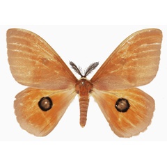 /filer/webapps/moths/media/images/P/pygmaea_Rohaniella_AM_Basquin_03.jpg